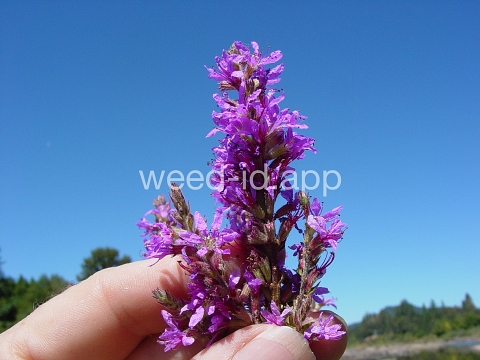 loosestrife, purple